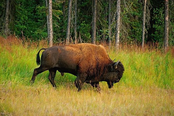 Canada-British Columbia-Coal River Wood bison close-up